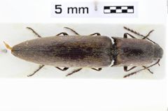 Foto (Dorsalansicht) von Megapenthes tartareus (LeConte, 1859)
